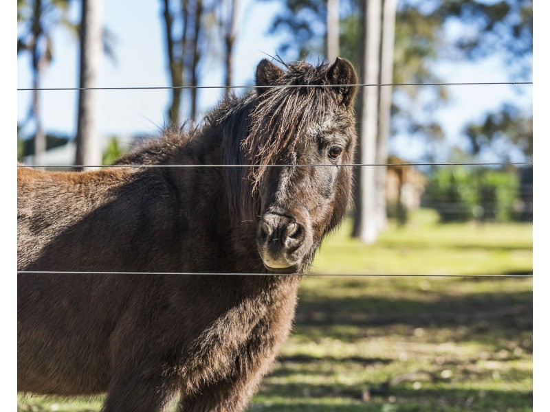 31 Benjamin Court, Placid Hills QLD 4343