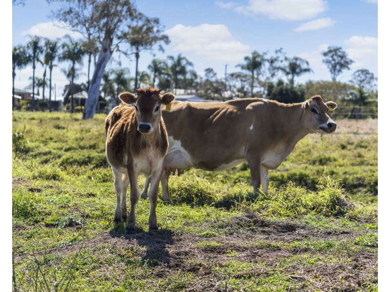 255 Tenthill Creek Road, Lower Tenthill QLD 4343