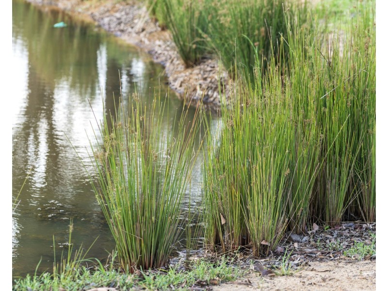 26 Karina Street, Placid Hills QLD 4343