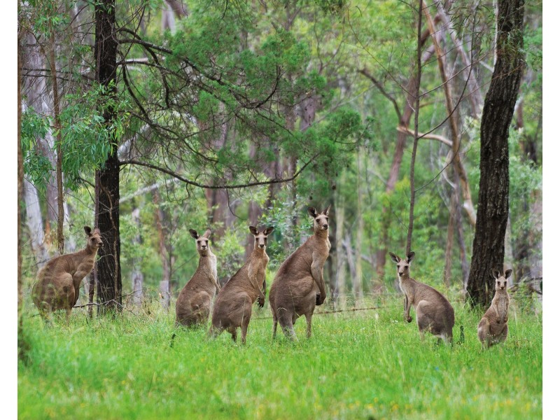 52 Rodeo Drive, Meringandan QLD 4352