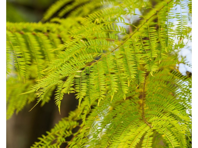 17 Elizabeth Street, Withcott QLD 4352