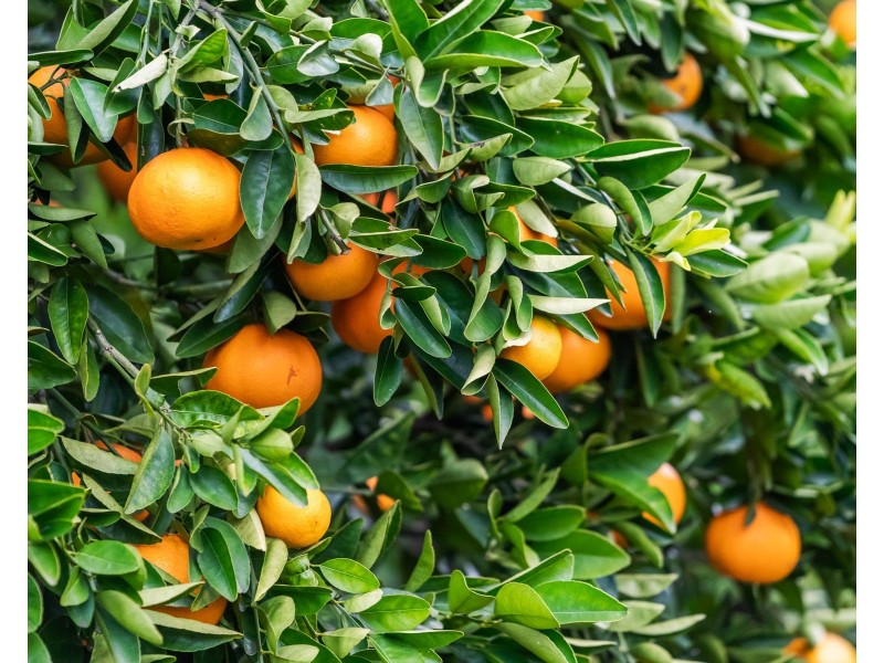 19 Victoria Street, Goombungee QLD 4354