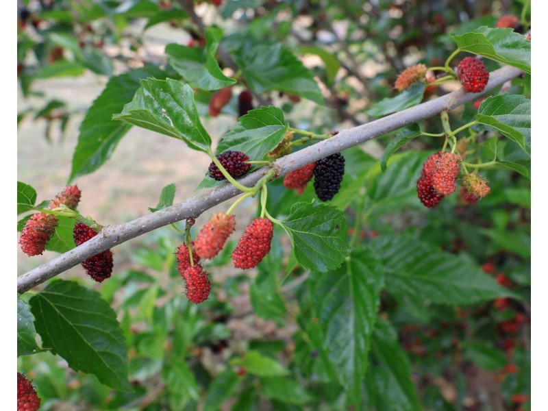 123 Flamingo Road, Millmerran QLD 4357