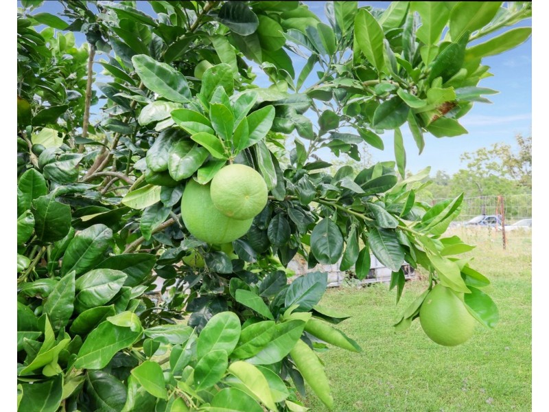 177 Schultz Road, Coalbank QLD 4352