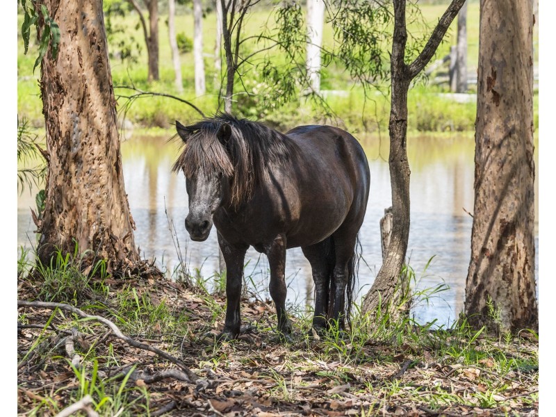 145 Six Mile Creek Road, Postmans Ridge QLD 4352