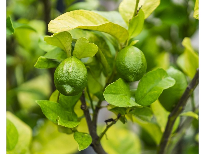 24 Phipps Drive, Meringandan West QLD 4352