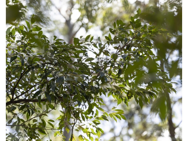 Lot 5 Castle Road, Cabarlah QLD 4352