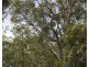 Lot 100 Mahs Court, Highfields QLD 4352