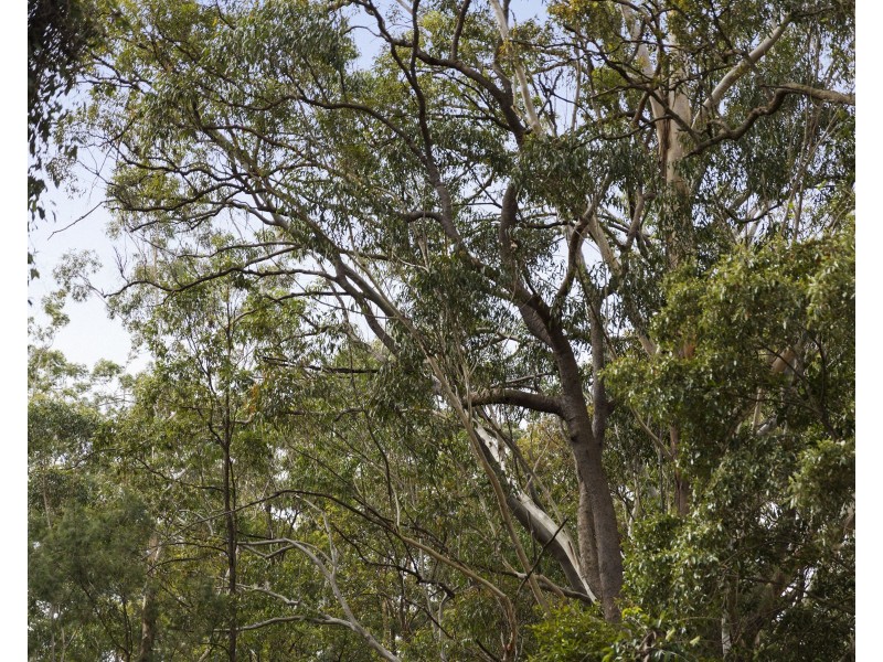 Lot 100 Mahs Court, Highfields QLD 4352