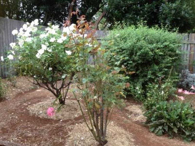 4/42 South Street, Rangeville QLD 4350