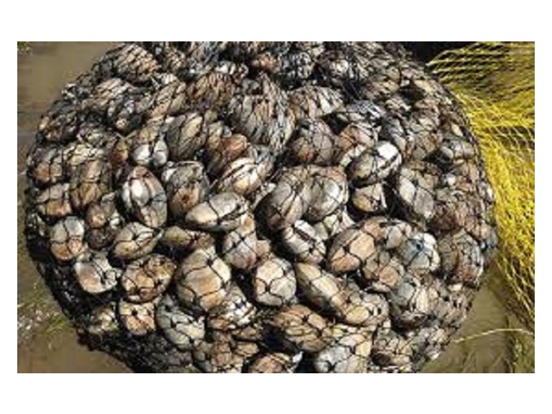 Endeavour Hills VIC 3802