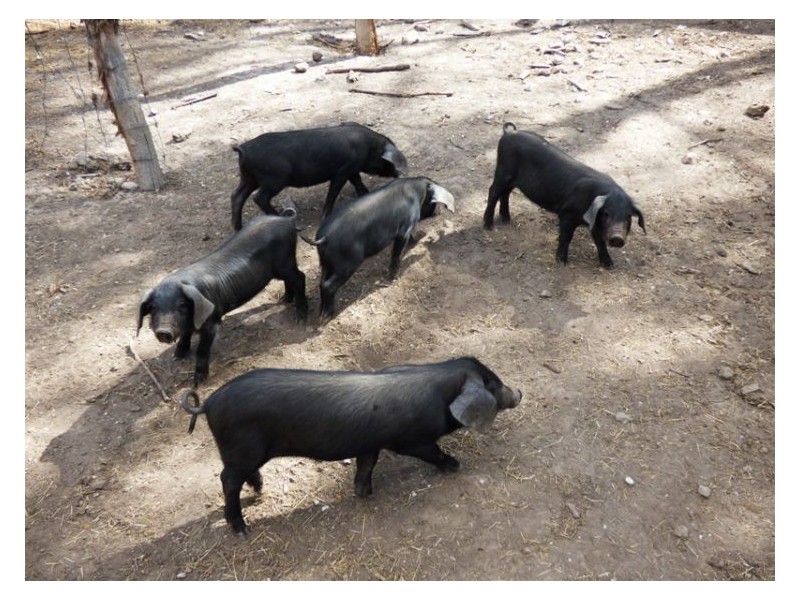 205 Dalgleishs Road, Beaufort VIC 3373