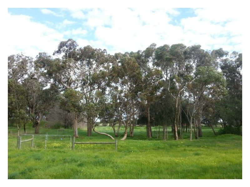 30 McMillian, Rokewood VIC 3330