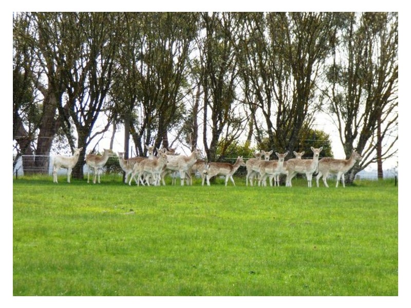 73 Rileys Road, Snake Valley VIC 3351