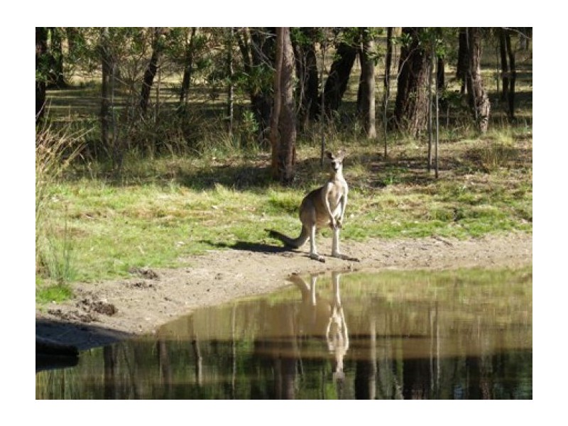 5 Junipers Road, Smythesdale VIC 3351