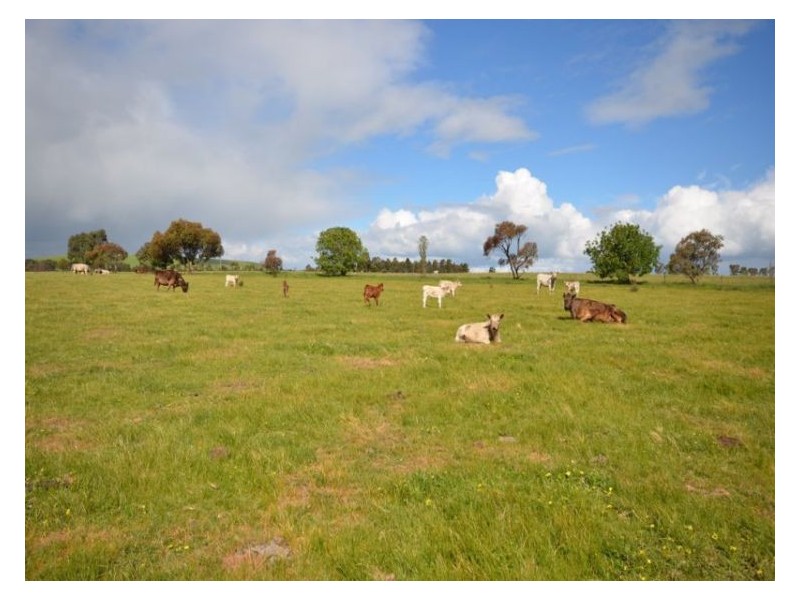 295 Foleys Road, Clunes VIC 3370