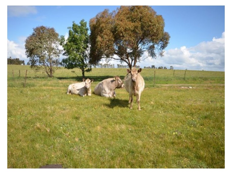 295 Foleys Road, Clunes VIC 3370