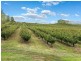 125 Bonython Road, Summertown SA 5141
