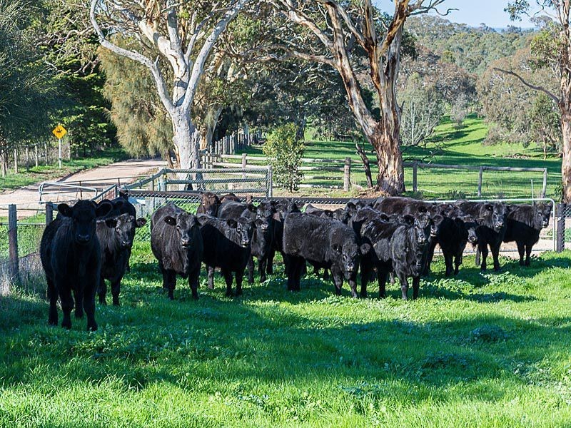 L411 Daniel Road, Wistow SA 5251