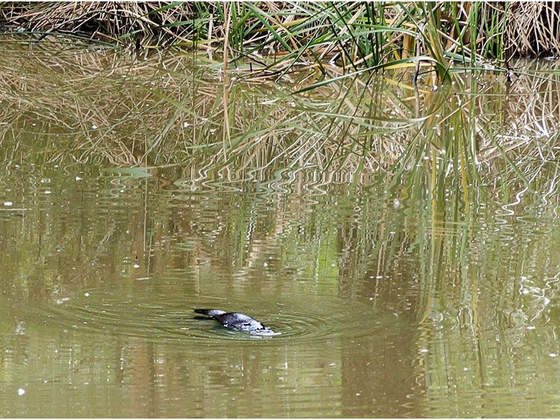 Stock Road, Mylor SA 5153