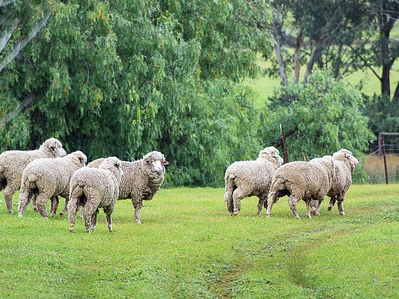 547 Bondleigh Rd, Rockleigh SA 5254