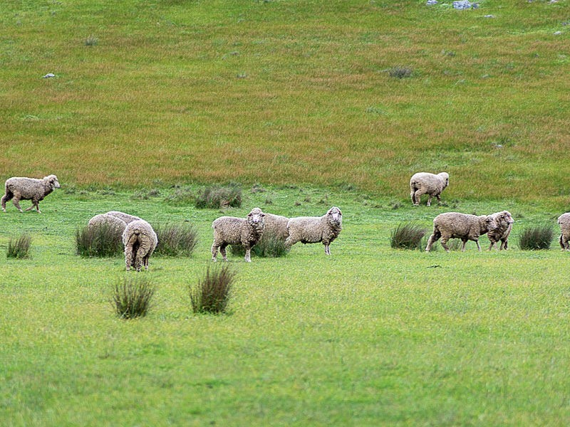 547 Bondleigh Rd, Rockleigh SA 5254