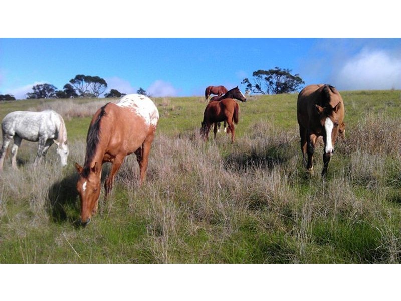 169 Bondleigh Road, Rockleigh SA 5254