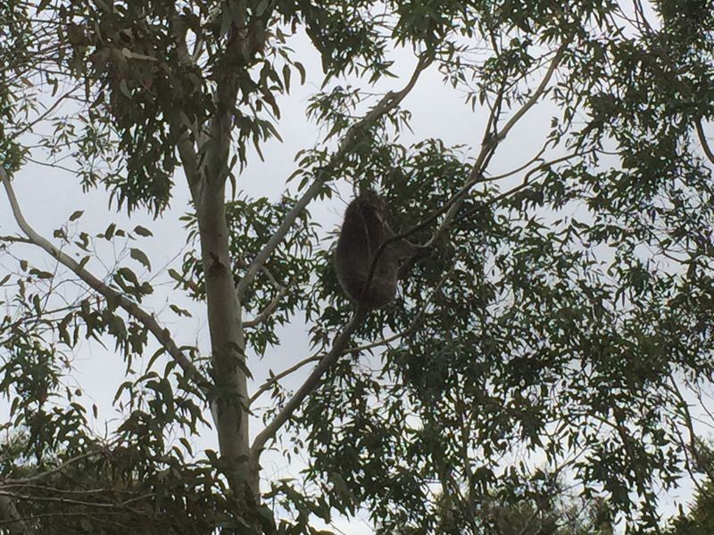 42 Cranwell Road, Summertown SA 5141