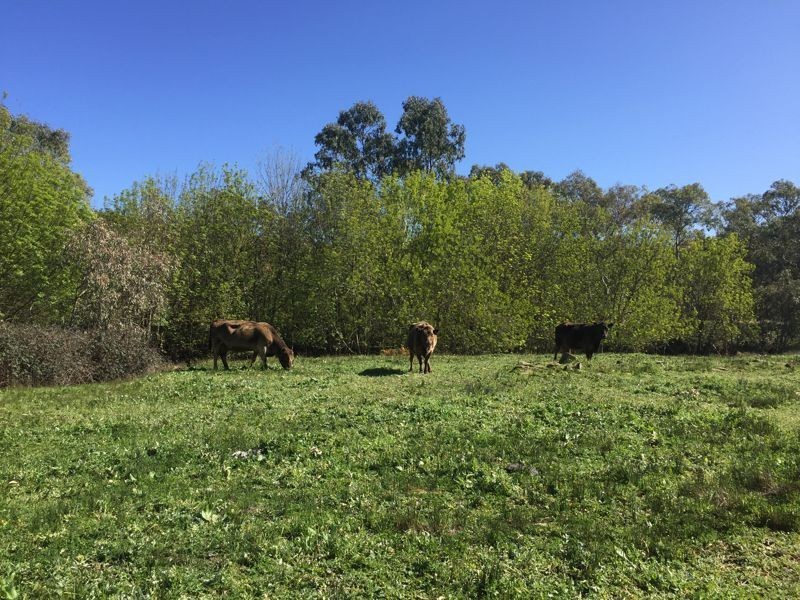 Eclair Mine Road, St Ives SA 5252