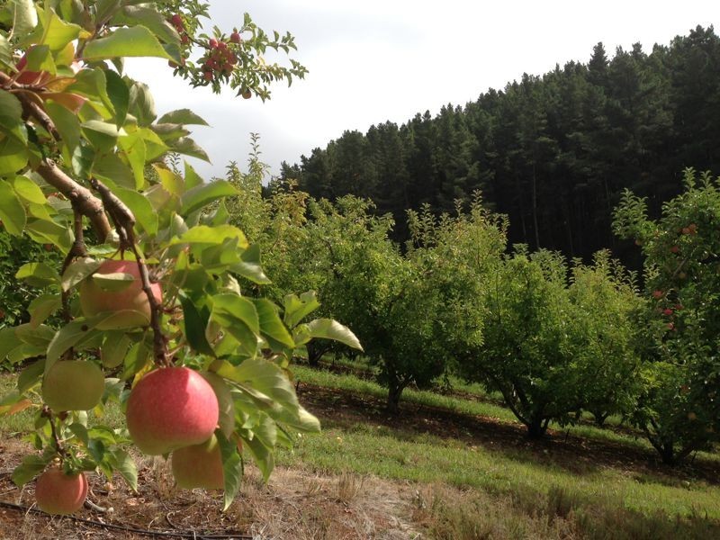 Lt 101 Mawson Road, Lenswood SA 5240