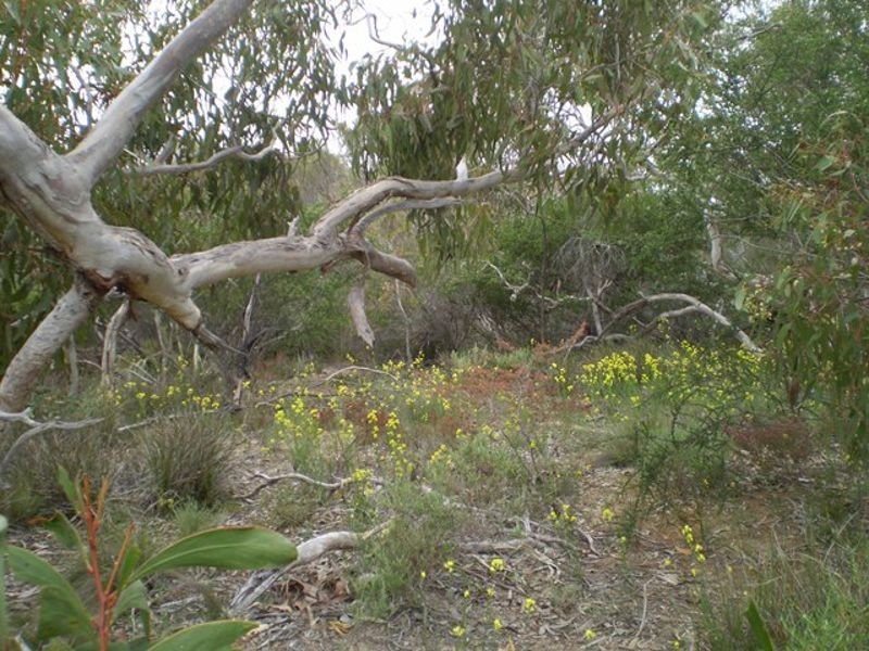 Finniss SA 5255