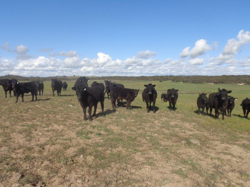 317 Nine Mile Road, Ashville SA 5259