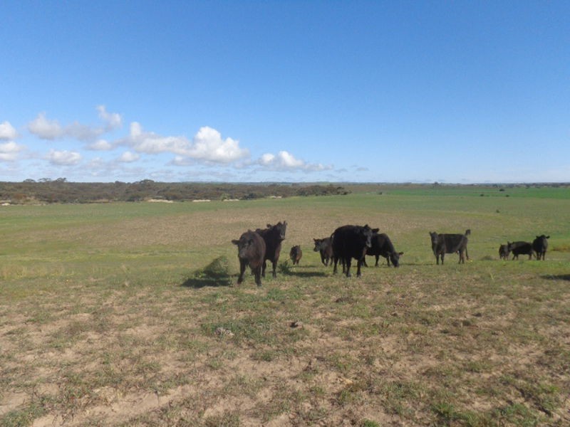 317 Nine Mile Road, Ashville SA 5259