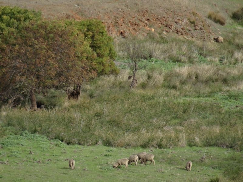 Lot 13 Back Callington Road, Mount Barker Springs SA 5251