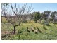 43 Magpie Drive, Tailem Bend SA 5260