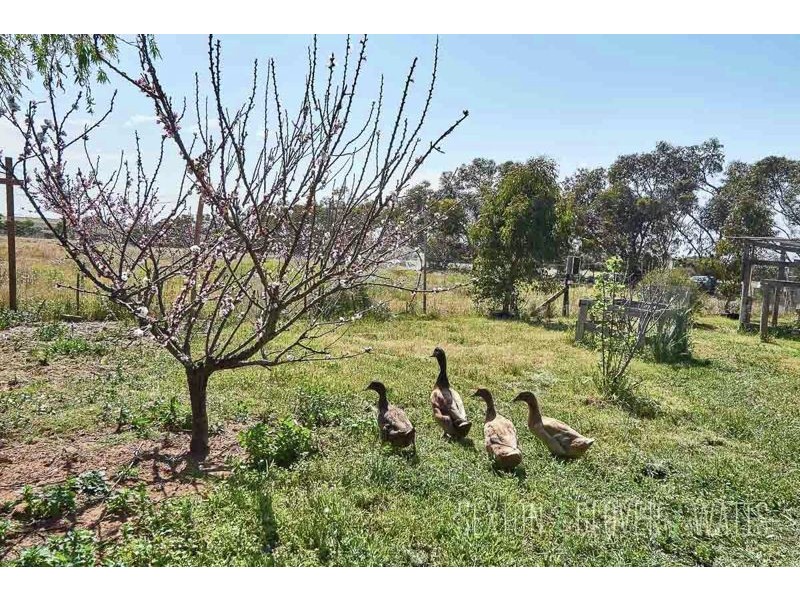 43 Magpie Drive, Tailem Bend SA 5260
