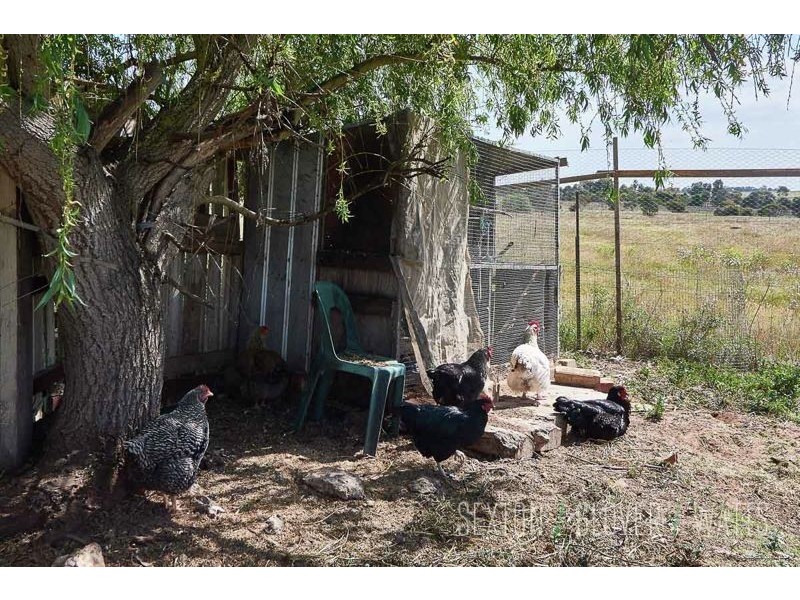 43 Magpie Drive, Tailem Bend SA 5260