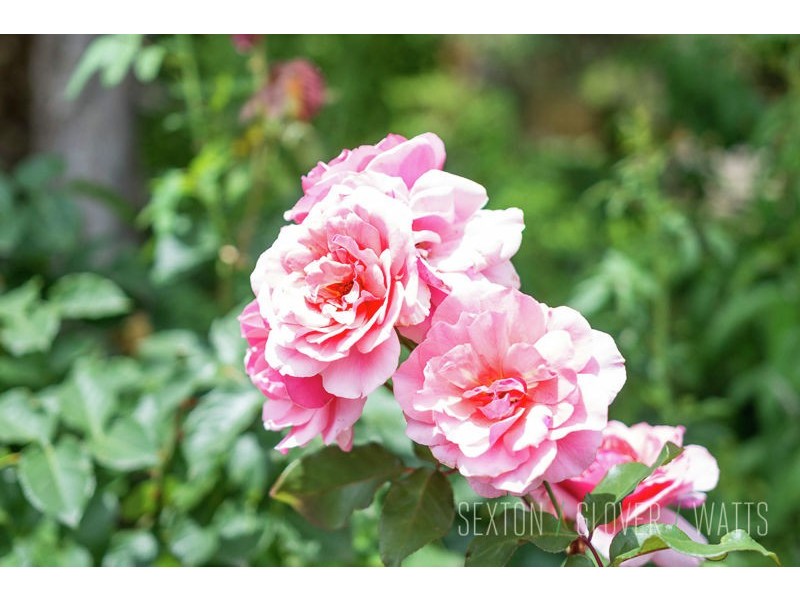 10 Robert Street, Woodside SA 5244