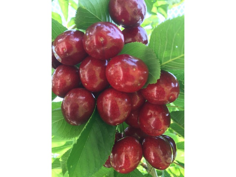 1718 South Para Road, Chain Of Ponds SA 5231