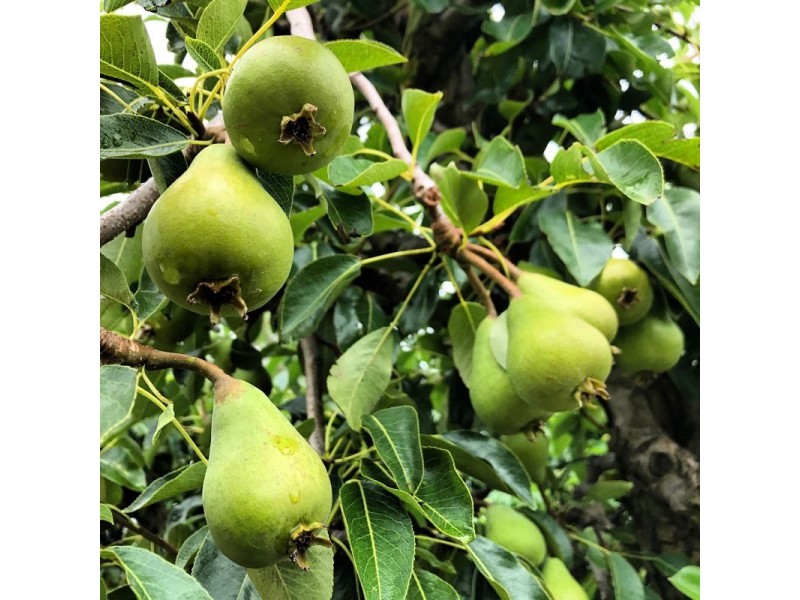 1718 South Para Road, Chain Of Ponds SA 5231