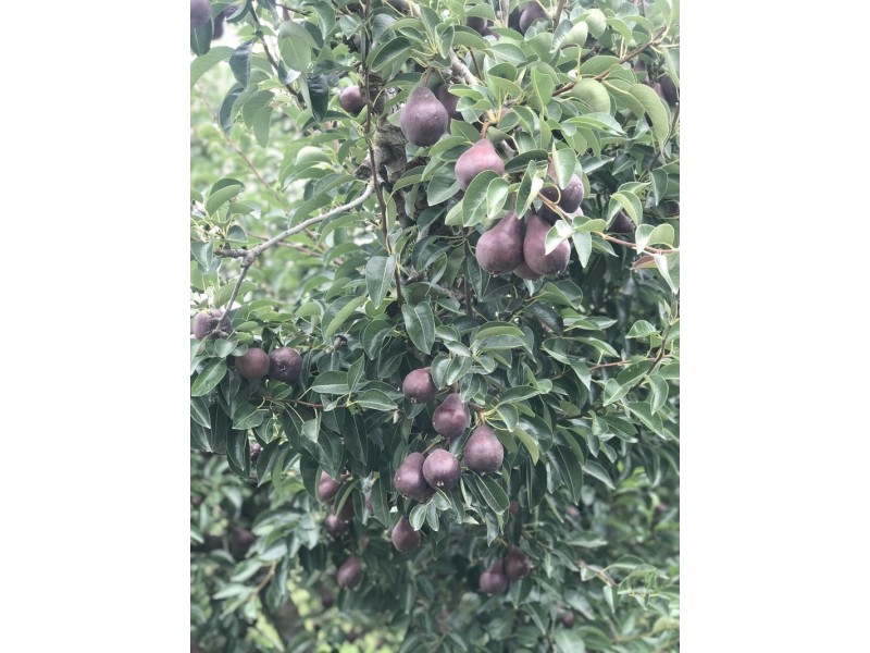 1718 South Para Road, Chain Of Ponds SA 5231