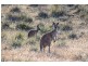 Lot 110 Rockleigh Road, Rockleigh SA 5254