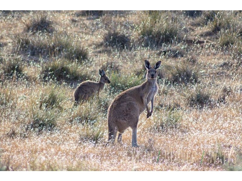 Lot 110 Rockleigh Road, Rockleigh SA 5254