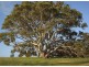 855 Ashbourne Rd, Strathalbyn SA 5255