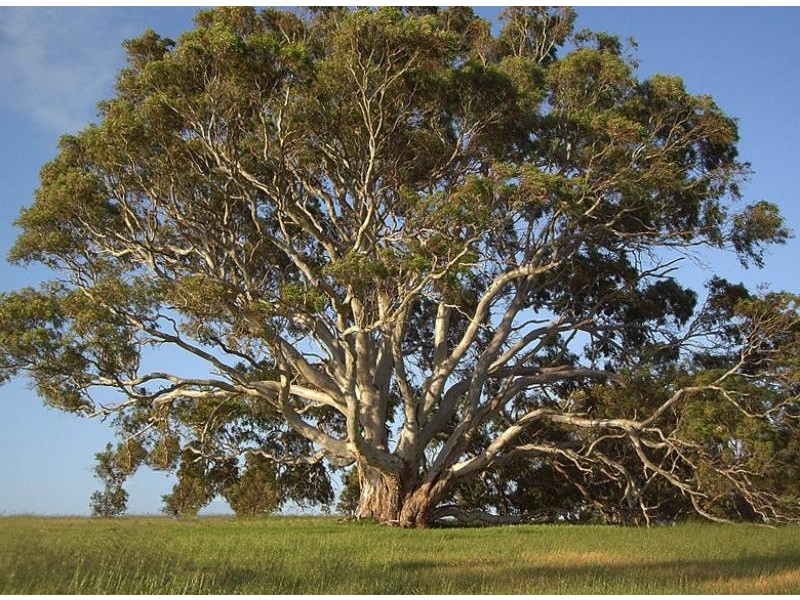 855 Ashbourne Rd, Strathalbyn SA 5255