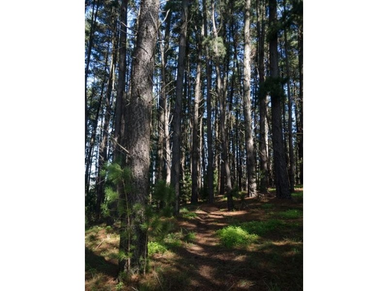 Lot 25 Piccadilly Rd, Summertown SA 5141