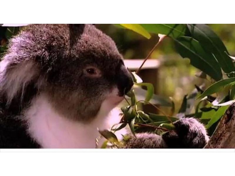 44 Yarrabee Road, Greenhill SA 5140