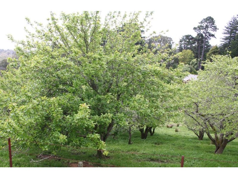 Lot 29 Hill Street, Crafers West SA 5152