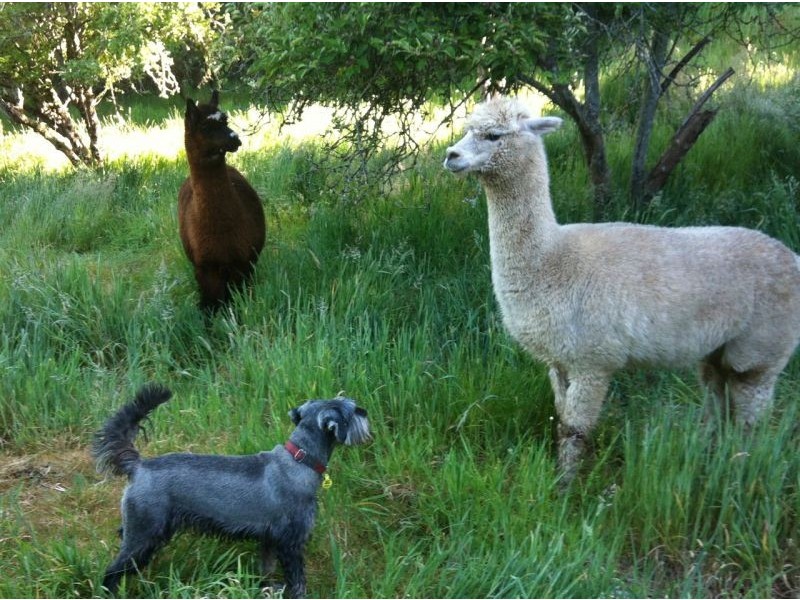 Lot 29 Hill Street, Crafers West SA 5152