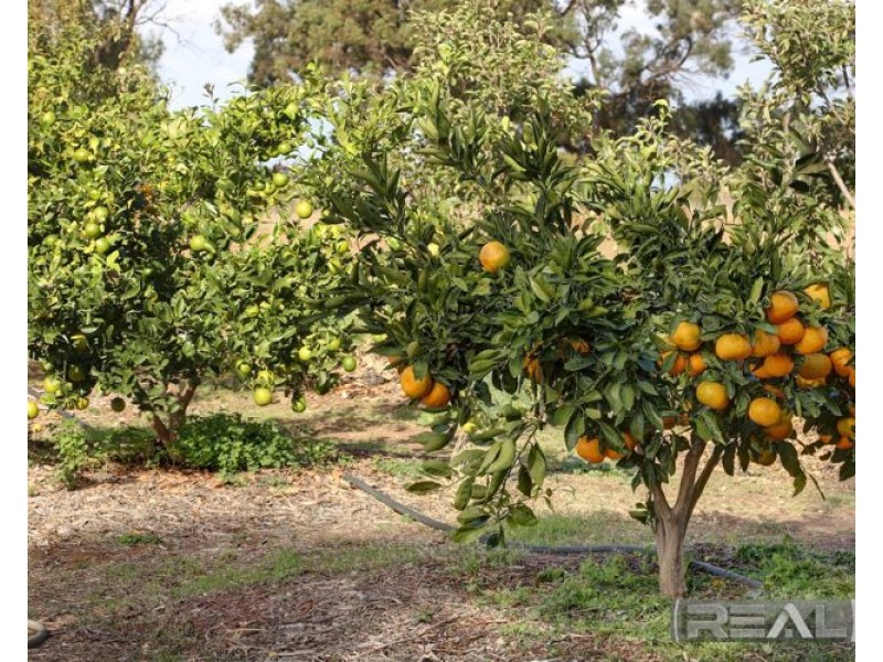 11 Palomino Court, Roseworthy SA 5371